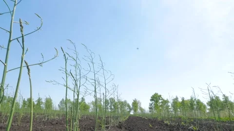 Camera flight between rows of asparagus. Green sprouts against a blue sky. Fresh 動画素材 130404215