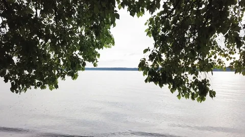 Camera flight between the trees branches towards the clear lake Stock Footage 94159139
