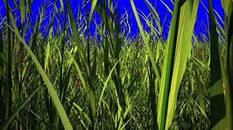 Camera flight inside grass, 3D animation. Chroma key blue. Video stock 48617884