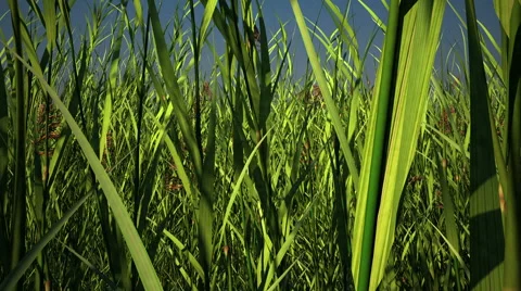 Camera flight inside grass, 3D animation, alpha channel is included Video stock 48617926