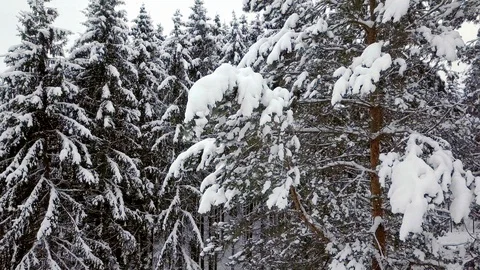 Camera flight near snow covered pine trees in beautiful winter forest with no Stock Footage 103449682