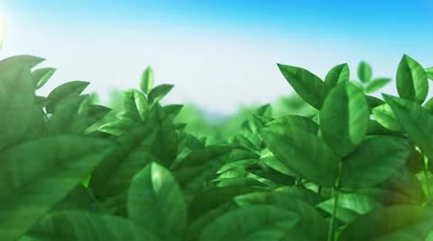 Camera flight over beautiful green leaves. Looped. HD 1080. Stock Footage 20584818