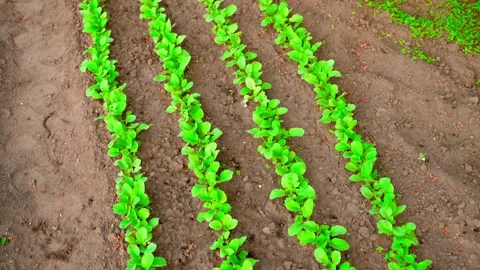 Camera flight over a bed with a growing radish, top view Stock Footage 196178878