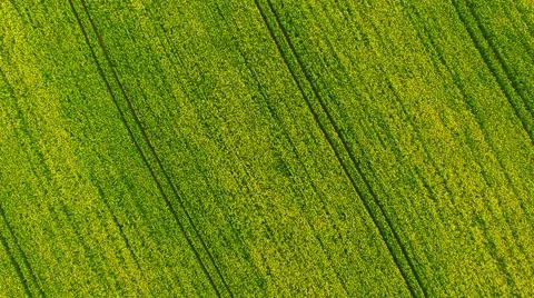 Camera flight over blooming coleseed field. 스톡 동영상 62776425