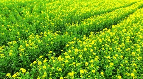 Camera flight over blooming coleseed field. Stock Footage 62776691