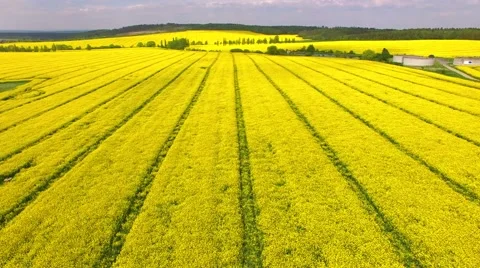 Camera flight over blooming coleseed field. Stock Footage 63315812