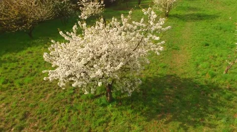 Camera flight over cherry blossom tree. Stock Footage 62774158
