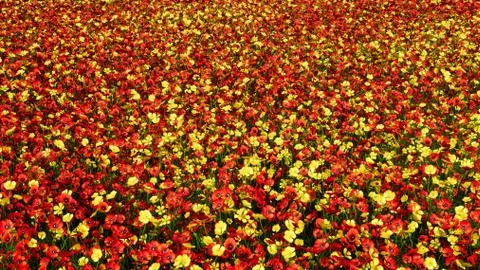Camera flight over an endless colorful flower field on a clear Sunny summer day Ilustração Stock