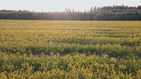 Camera flight over a field with blooming yellow rapeseed. Stock Footage 197070574