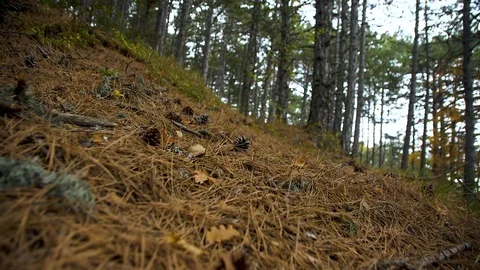 Camera flight over needles, cones and moss Stock Footage 105736244