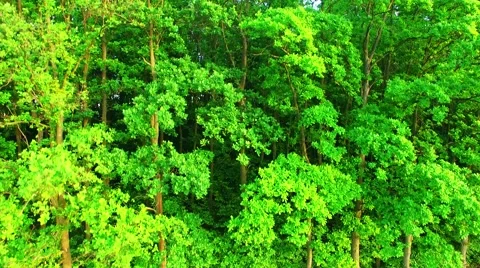 Camera flight over rural landscape. Video stock 63411809