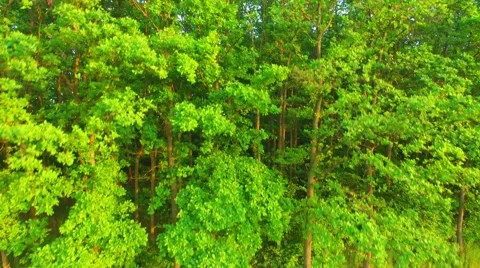 Camera flight over rural landscape. Stock-Footage 63415369