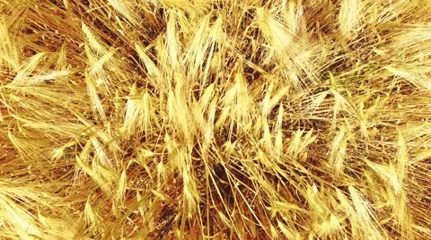 Camera flight over wheat field. Stock Footage 55634537