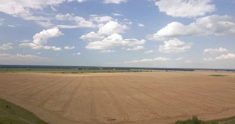 Camera flight over a wheat field on a sunny summer day Stock Footage 136021608