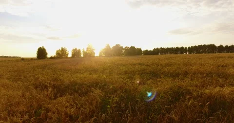 Camera flight over the wheat field 스톡 동영상 171303337