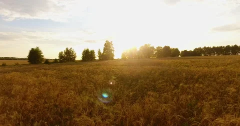 Camera flight over the wheat field Vidéo 171303519