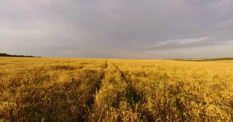 Camera flight over the wheat field 스톡 동영상 171304001