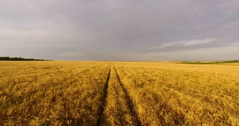 Camera flight over the wheat field 스톡 동영상 171304325