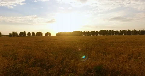 Camera flight over the wheat field 스톡 동영상 171304481
