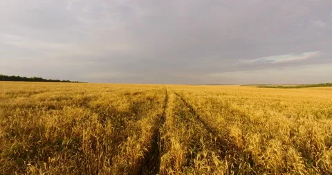 Camera flight over the wheat field 스톡 동영상 171304546