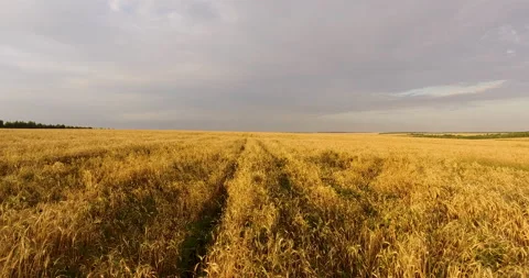 Camera flight over the wheat field 스톡 동영상 171304679