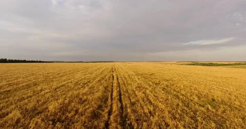 Camera flight over the wheat field 스톡 동영상 171304761
