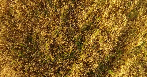 Camera flight over the wheat 스톡 동영상 171304405