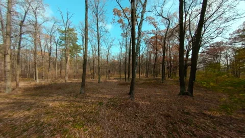 Camera flight through the autumn forest among trees with fallen leaves Stock Footage 164178866