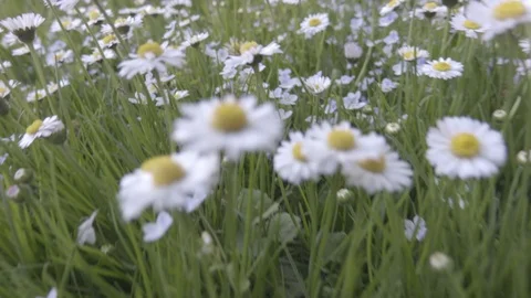 Camera flight through the chamomile field in summer time close up footage Stock Footage 88795888
