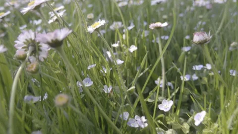 Camera flight through the chamomile field in summer time close up footage Stock Footage 88795891