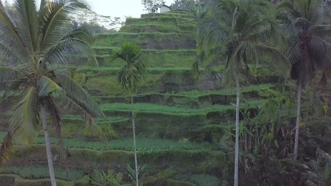 Camera flight through the palms towards the green rice terraces Video stock 100276443