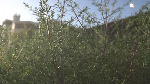 Camera floating around green bushes urban abandon lot slow mo Stock Footage 71116246