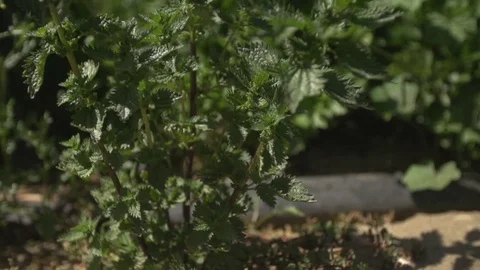 Camera floating around green plants slow motion Stock Footage 71118953