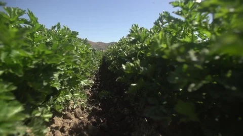 Camera floating through rows of green leafy crops on farm Stock Footage 71119194