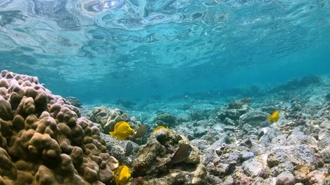 Camera floats along ocean floor with Coral Reef Fish, then looks up to surface Stock Footage 98434079