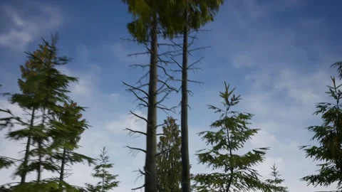 The camera floats backwards into the depths of the forest and observes the tops Stock Footage 151243232