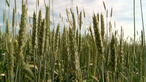 The camera floats between the wheat field on blue sky background Stock Footage 77693019