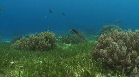 Camera floats over a patch of sea grass towards a swarm of stripped catfish  Video stock 796184