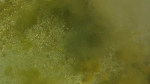 The camera floats underwater. Stock Footage 159095950