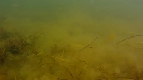 The camera floats underwater in the sea. Video stock 159095889