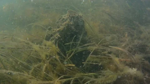 The camera floats underwater in the sea. Vídeos de archivo 159095911