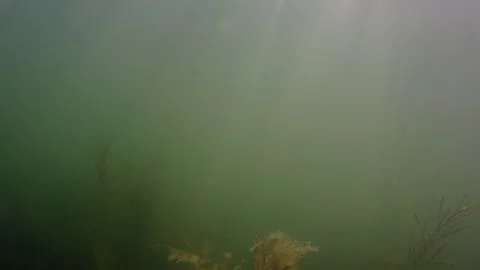 The camera floats underwater. Sun rays under water. Sea bottom. Seaweed. Vídeos de archivo 159095815