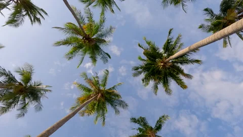 Camera fly among palm trees, Bottom view of palms Stock Footage 327782432