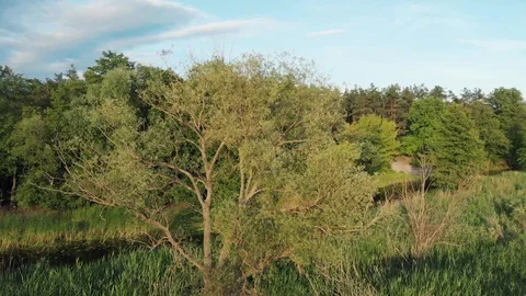 Camera fly around forest tree and river Stock Footage 118160925