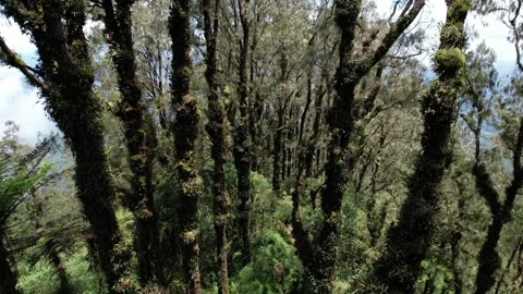 Camera fly between trunks of pine trees ... | Stock Video | Pond5