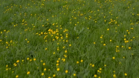Camera fly over a field with dandelions Stock Footage 158882133