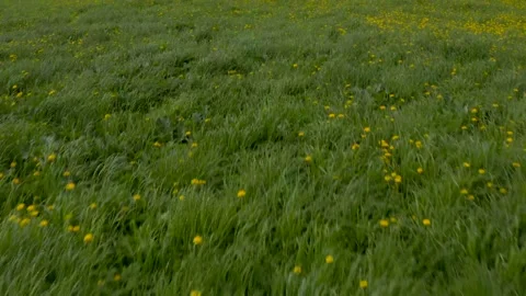 Camera fly over a field with dandelions Stock Footage 158882209