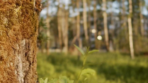 Camera fly over the tree with the moss Stockbeeldmateriaal 111971535