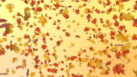 Camera fly through  of autumn leaves Stock Footage 96473591