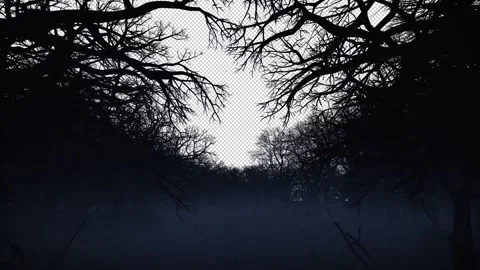 Camera fly through dark foggy horror forest with space for text or logo, Alpha C Stock Footage 244633749